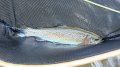 Cross Fork Rainbow2